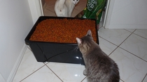 My cat was awe-struck at the amount of food before him