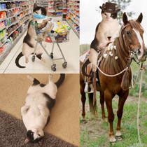 my cat was lying in a weird position so obviously i used my art degree to make him a rootin tootin cowboy and a social distancing food shopper the possibilities are literally endless