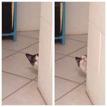My cat when it realised why i was sitting on the toilet
