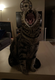 My cat yawned while I was trying to take her picture and I stared into the abyss