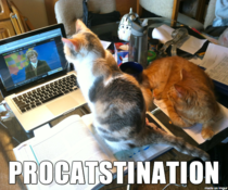 My cats are procrastination enablers