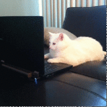 My cats been using my computer again