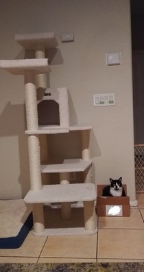 My cats got a cat tree for Yule