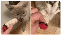 my cats got knitted cat nip doobies for christmas because theyre frickin stoners man
