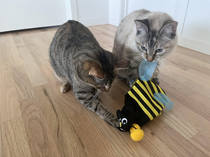 My cats in the process of destroying one of the Halloween costumes I got for them I guess they dont observe this holiday after all