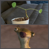 My Chinese dollar plant reminds me of Sid from Ice Age