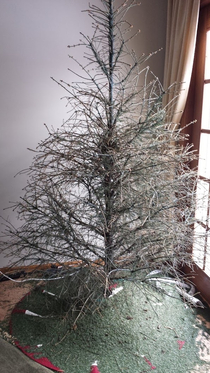 My Christmas tree didnt hold up too well