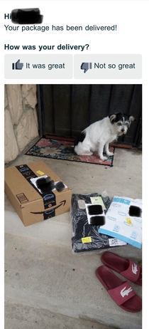 My dad also got an email from Amazon while we were home Our guard dog let the delivery driver enter the yard and take this picture without barking for us