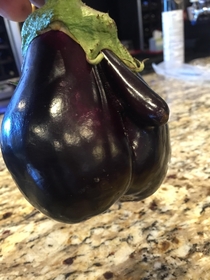 My dad found an eggplant today that looks like well Im not sure what it looks like