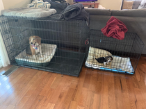 My dad found an XXL dog cage for  on Facebook Now my dog has an apartment