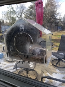 My dad got a squirrel resistant birdfeeder for his birthdayI havent seen a bird in it yet