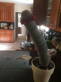 My dad is threatening to destroy this majesty cactus with a chainsaw Please join me in the effort to stop him savethecoctus