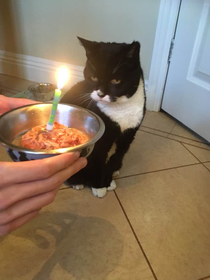 My disappointment is immeasurable and my day is ruined - Happy th Birthday to my cat