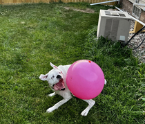 My dog and her love of giant bouncy balls