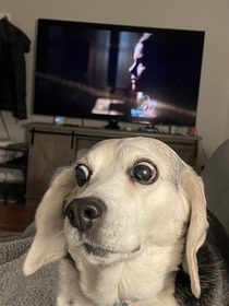 My dog didnt like the horror movie that we were watching