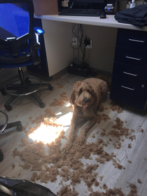 My dog exploded