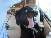 My dog gets excited when we go on the boat