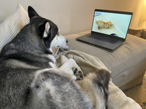 My dog has been watching puppy compilations for awhile now