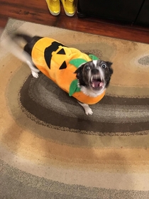 My dog hates her Halloween costume