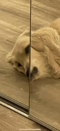 My dog having an existential crisis in the mirror