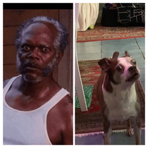 My dog impersonating Samuel L Jackson