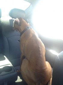 My dog is  and still doesnt know how to sit in cars