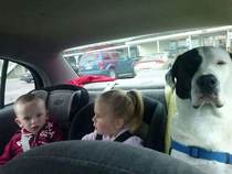 My dog is not amused that he has to ride in the back with the children