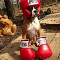 My Dog Is real boxer