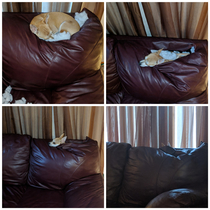 My dog is slowly sinking into the couch abyss