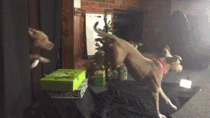 My dog jumping over christmas presents