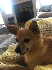 My dog likes to fetch hair ties and hold them in his mouth making him look like hes wearing grills