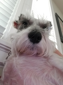 My dog looks like every old guys Facebook profile picture