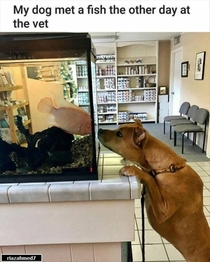 My Dog Met The Fish