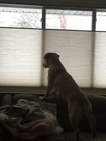 My dog recently lost her eyesight but still runs to the window whenever she hears that snowplow