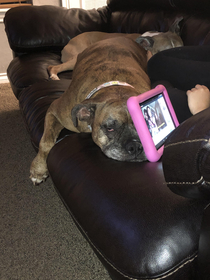 My dog Roxy and her head being used to prop my daughters tablet up you can just see the happiness in her eyes