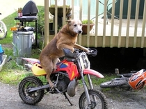 My dog used to chase people on a bike a lot It got so bad finally I had to take his bike away