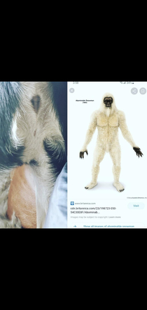 My dogs butt looks exactly like the Abominable Snowman