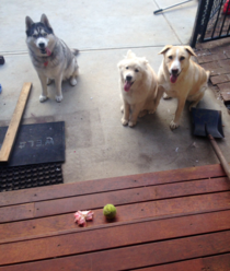 My dogs tried to trade me a hibiscus flower and a tennis ball for the snack I was eating