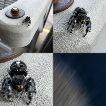 My experience with snapping a closeup of a spider 