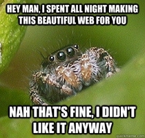 My favorite misunderstood spider
