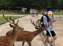 My favorite part of my trip to Japan this year getting bitten by a supposedly polite deer after feeding his friend instead of himher