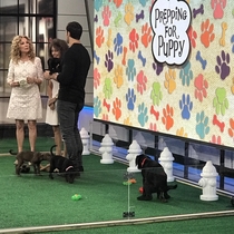 My foster dog pooped on national television this morning Happy national puppy day