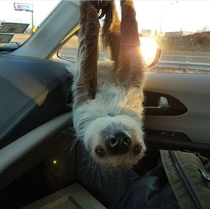 My friend is a zookeeper This is one of her friends hanging out in her car on her break