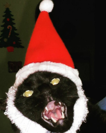 My friend may or may not have summoned a demon when she tried to bring a little Christmas cheer to the cat