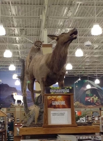 My friend took this picture at Cabelas All it takes is the right angle
