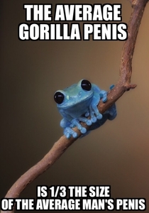 My friend was bragging that his penis was the size of a gorillas penis