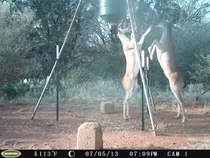 My friend woke up and found this on his trail cam