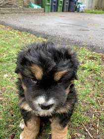 My friends bernedoodle puppy has eyebrows that make him look grumpy all the time
