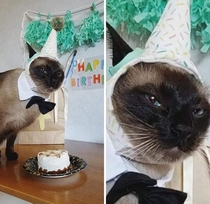 My friends cat is having a birthday but hes not happy about it