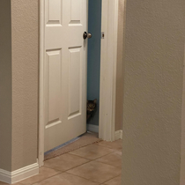 My friends cat who hates people waiting for us to leave